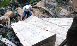 Hiện trường vụ khai thác lâm sản trái phép tại xã Sro’, huyện Kông Chro, tỉnh Gia Lai Ảnh: Lê Tiền 