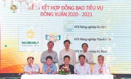 Tập đoàn Tân Long vừa ký kết bao tiêu với các HTX tại ĐBSCL với các loại lúa chất lượng cao 