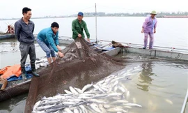 Tôm cá trên sông Mã chết bất thường