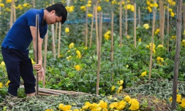 Hoa không bán được, người nông dân đành nhổ bỏ  