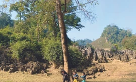 Những đứa trẻ nô đùa 