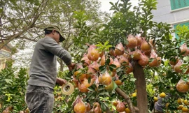 Nhà vườn chăm sóc bưởi Diễn bonsai chờ khách mua. Ảnh: Việt Linh 