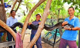 Nuôi trăn khổng lồ ở Gia Lai