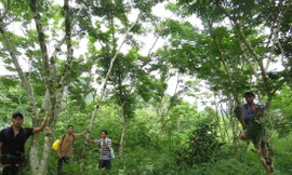 Dưới vòm sưa của người A Rem