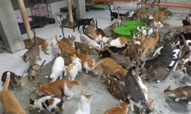 Một góc “nơi trú ẩn” của Leo và các bạn 