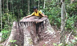  PV Tiền Phong trực tiếp xâm nhập vụ hủy hoại rừng ở Gia Lai 