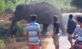 Voi rừng ra khu dân cư tại Thanh Sơn vào ban ngày 