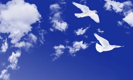 Tình báo Anh bó tay với bí mật trong thư chim bồ câu từ Thế chiến II