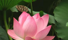 Nhiều người nước ngoài thích sen hồng