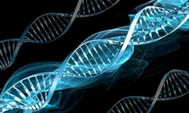 Thần kỳ mang tên ‘tế bào gốc’