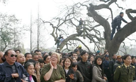 Hàng nghìn người chen chân, thậm trí còn trèo cả lên cây để xem lai dắt Cụ rùa