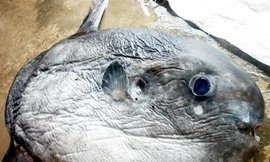 Bắt được cá Mặt trăng nặng 15kg