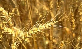 Lúa mì, gạo nếp chữa bệnh