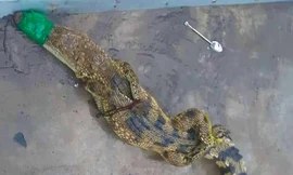 Cá sấu sổng chuồng bò vào bãi xe ở An Giang