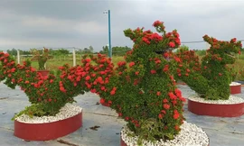 Cây cảnh thú bông trang 'siêu độc' chơi Tết ở miền Tây