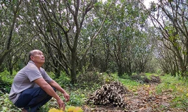 Bưởi rụng trắng gốc, giá bán bằng... cọng hành 