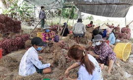 Trao quyền sử dụng chỉ dẫn địa lý cho đặc sản hành tím