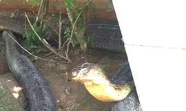  Sẽ thả cặp rắn hổ mây 'khủng' về rừng