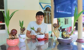 Bonsai dừa độc đáo, sản phẩm khởi nghiệp của chàng trai 9X Bến Tre