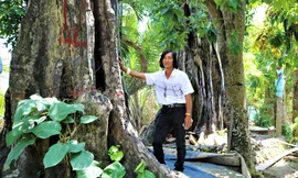 Mãn nhãn vườn cổ thụ hàng trăm năm tuổi ở An Giang