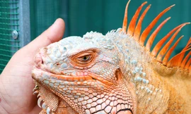 Rồng Nam Mỹ - Thú cưng độc lạ miền Tây