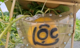 Dưa hấu thỏi vàng giá 600 ngàn đồng/trái vẫn hút người mua