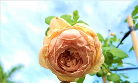 Hơn 200 giống hoa hồng ngoại ở làng hoa Sa Đéc chuẩn bị đón Tết