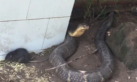 Xác định thời gian thả cặp rắn hổ mây 'khủng' về tự nhiên