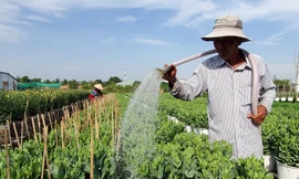 Cần Thơ: Đìu hiu vụ hoa Tết