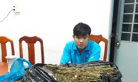 Bắt giữ hàng chục kg thảo mộc nghi là cần sa