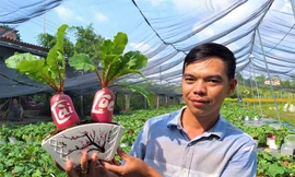 Củ cải 'hồng phát' độc đáo chưng Tết ở Bến Tre