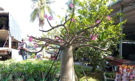 Dàn cây cảnh sứ 'chân dài' chơi Tết độc nhất miền Tây 