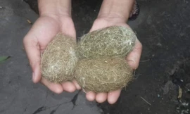 Chàng trai miền Tây sở hữu 3 vật thể lạ được cho là cát lợn quý hiếm