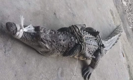 Bắt cá sấu 'lang thang' giữa dòng kênh ở An Giang