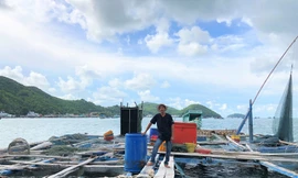 Nuôi cá lồng bè ở Nam Du, thu hàng trăm triệu mỗi năm