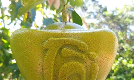 Độc đáo bưởi vuông, bưởi thỏi vàng chơi Tết Kỷ Hợi