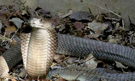 Cả làng sống chung với rắn độc