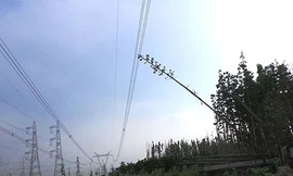 Chỉ một thân cân chạm vào dây tải điện khiến toàn miền Nam mất điện