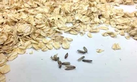 Những con bướm nhỏ được phát hiện trong gói bột yến mạch