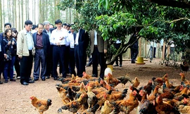 Nguy cơ bùng dịch cúm A/H7N9 từ gia cầm lậu