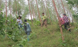 Dân thiếu đất sản xuất vì nông lâm trường