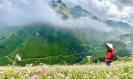 Những bức ảnh 'Check-in' Hà Giang tuyệt đẹp mùa hoa tam giác mạch