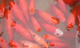 Gen Z Hà Nội ‘bắt trend’ thả cá ông Công ông Táo