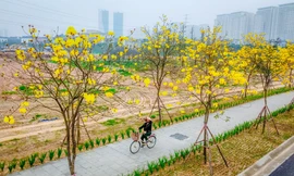 Hàng cây phong linh nở hoa vàng rực rỡ giữa lòng Thủ đô