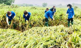Tuyên Quang: Hàng trăm 'áo xanh' hỗ trợ người dân khắc phục hậu quả sau bão lũ