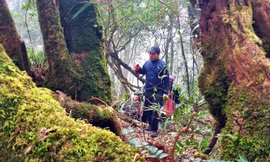 Xuyên rừng già chinh phục một trong tứ đại đỉnh núi Việt Nam 