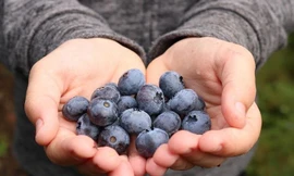 Việt quất từ ​​lâu đã được ca ngợi là một loại siêu trái cây nhờ giá trị dinh dưỡng cao.