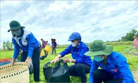 Thanh niên tình nguyện Huyện đoàn Phước Long (Bạc Liêu) với mô hình "Áo xanh ra đồng" hỗ trợ người dân thu hoạch rau màu trong thời gian giãn cách xã hội.