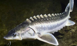 Doanh nghiệp nhập khẩu cá tầm thắng kiện cơ quan quản lý cấp phép