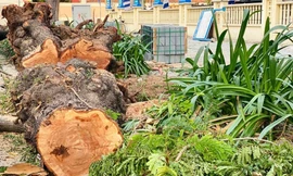 Loạt cây xanh ở trung tâm TPHCM bị đốn hạ